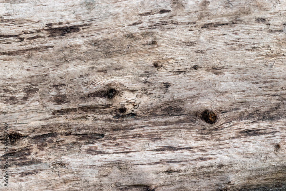 Obraz premium Driftwood