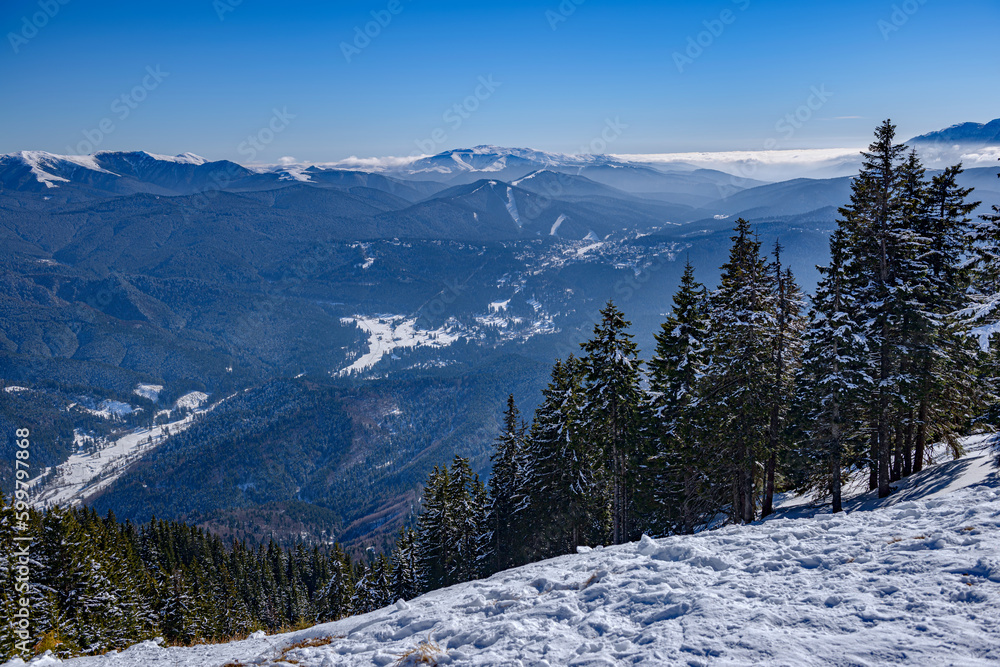Incredible winter landscape with snowcapped spruce trees under bright sunny light in frosty morning, beautiful alpine panoramic view snow capped mountains in background. Prahova valley, Brasov Romania