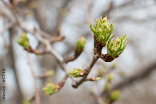 budding buds on a tree branch in early spring macro. Early spring, a twig on a blurred background. The first spring greens. High quality photo