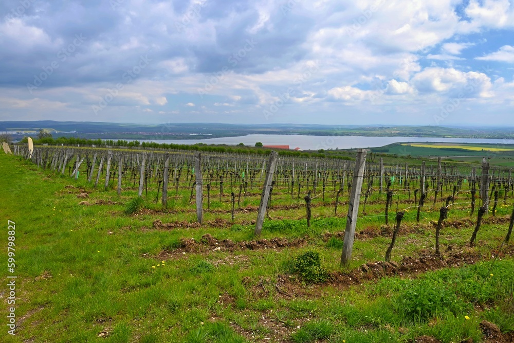 Obraz premium Vineyards - Palava region. South Moravia, Czech Republic.