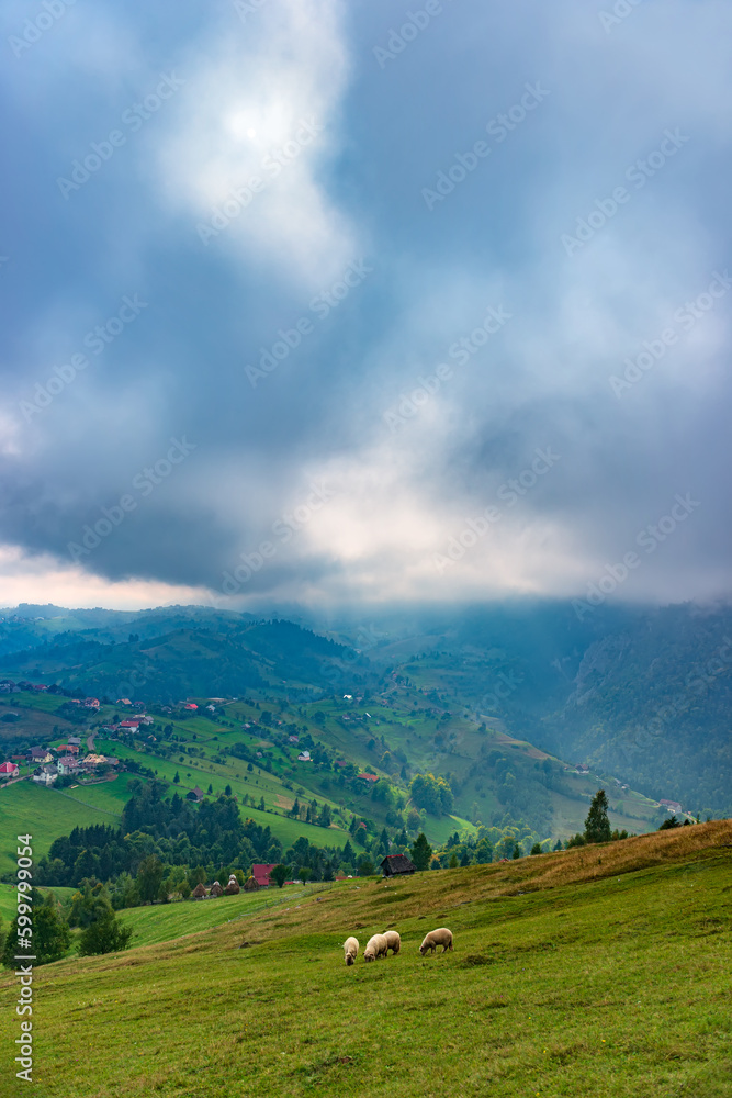 Fototapeta premium Rural idyllic landscape of the small villages in the Rucar-Bran mountain area, Brasov, Romania, scattered on the wooded hills, with the Bucegi mountains in the background, in wonderful springtime day
