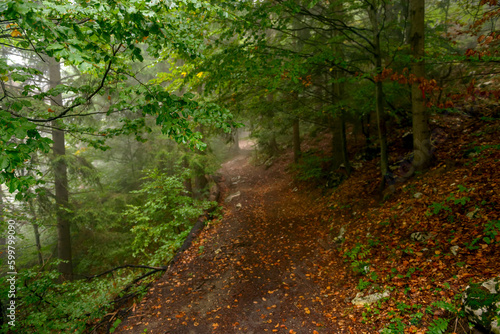 Fabulous and mysterious path in the decidous beech foggy forest. Location place of Carpathians mountain, Romania, Europe. Image of exotic scene. Vibrant photo wallpapers. Discover the beauty of earth