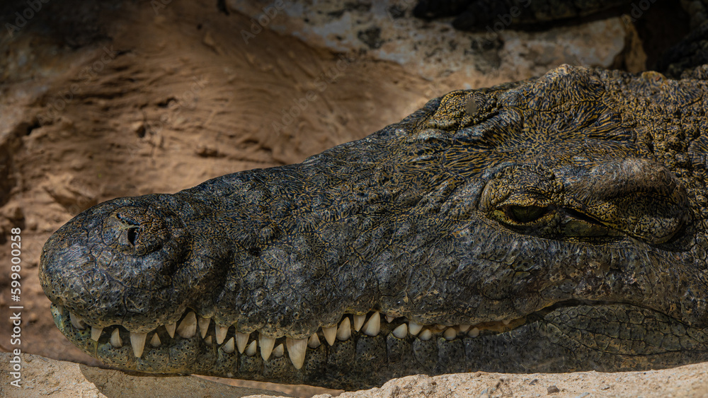 Fototapeta premium close up of a crocodile