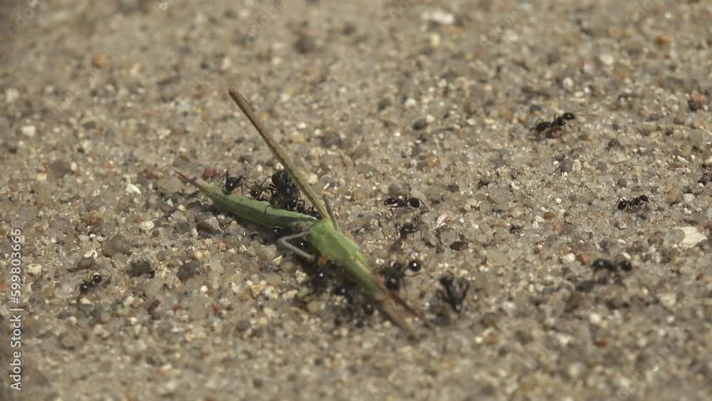 Time-lapse: black ants carry their prey into anthill: big-headed grasshopper Acrididae, or short-horned grasshoppers Time-lapse: black ants carry their prey into anthill: big-headed grasshopper Acrididae, or short-horned grasshoppers