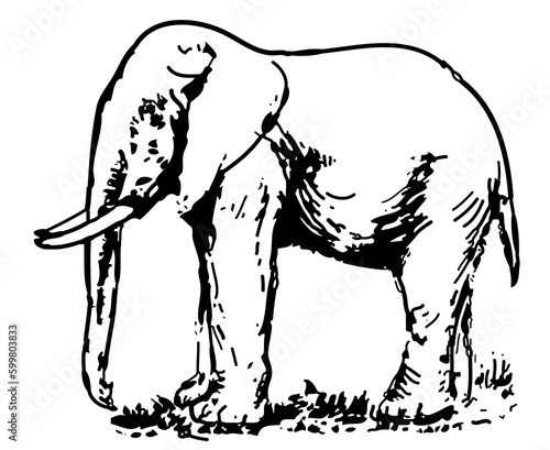Elephant animal illustration 