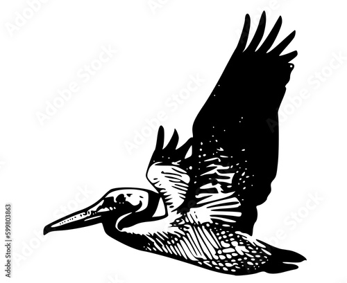 Flying pelican bird
