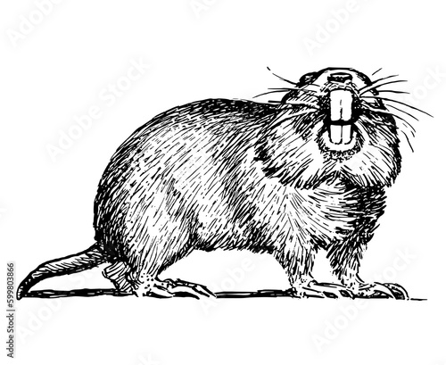 Illustration of a gopher 