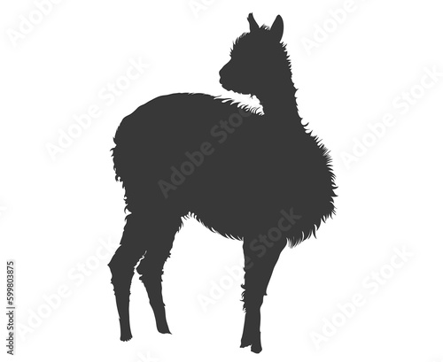 Shiluette of a llama  photo