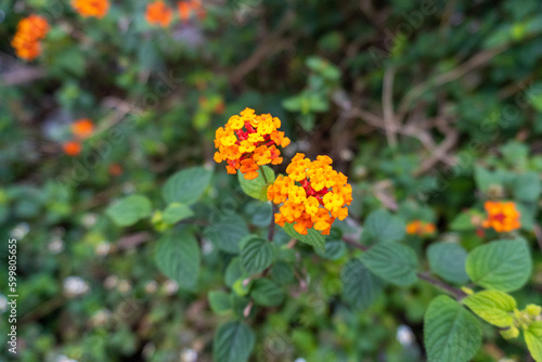 Yellow flower in Okinawa  Japan