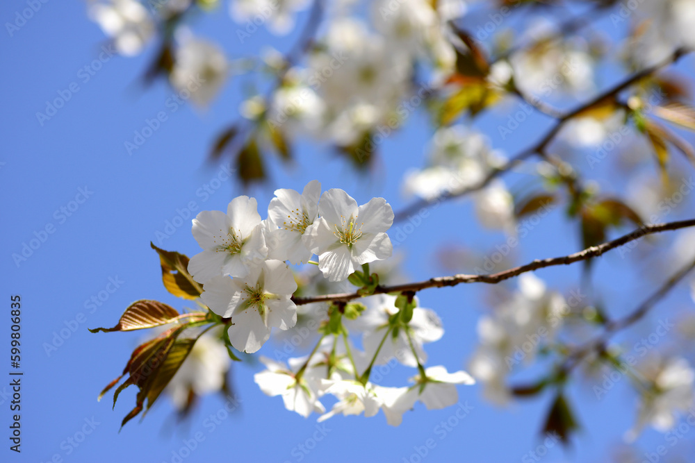 山桜の季