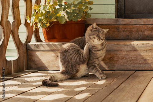 Flea cat itching its neck with paw on porch in outdoors