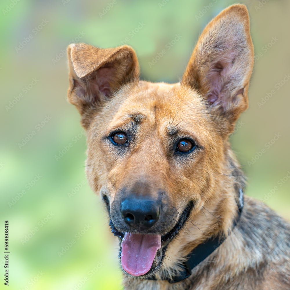A portrait of a happy dog smiling and looking straight at you, with funny ears, on a green colorful background outdoors. A portrait of a happy dog smiling and looking straight at you, with funny ears, on a green colorful background outdoors.