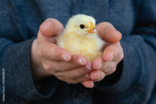 Fotobehang Yellow chicken in farmer's hand. Poultry farm.