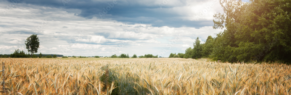 A field of ripening rye against a cloudy sky on a summer day. Rural landscape, rich harvest idea, harvest time concept. Focus in the distance. A field of ripening rye against a cloudy sky on a summer day. Rural landscape, rich harvest idea, harvest time concept. Focus in the distance.