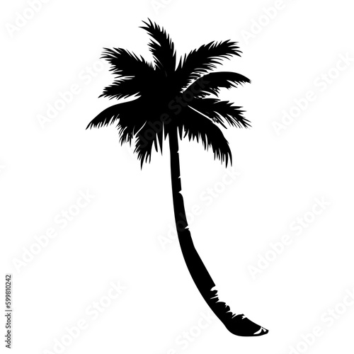 silhouette of palm tree
