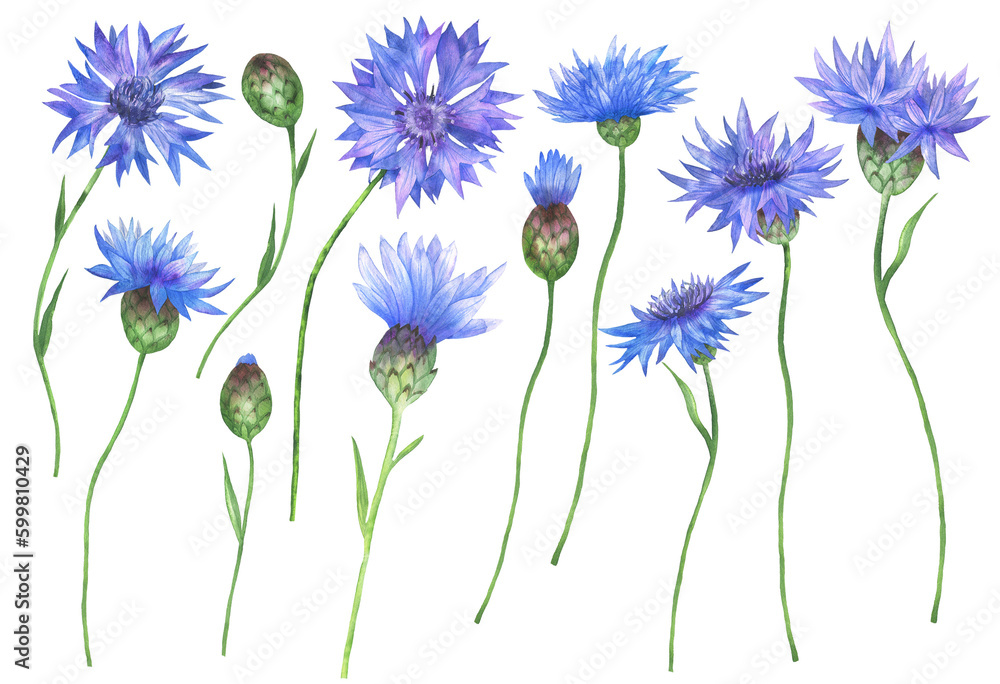 Cornflowers set Cornflowers set