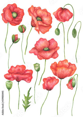 Poppies set