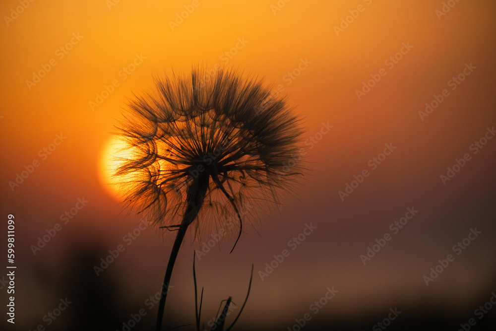Close up of dandelion at sunset