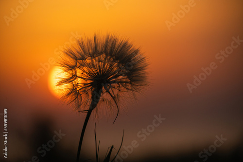 Close up of dandelion at sunset