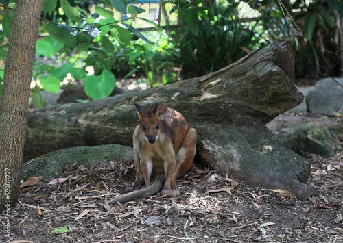 kangaroo in the park, Australia