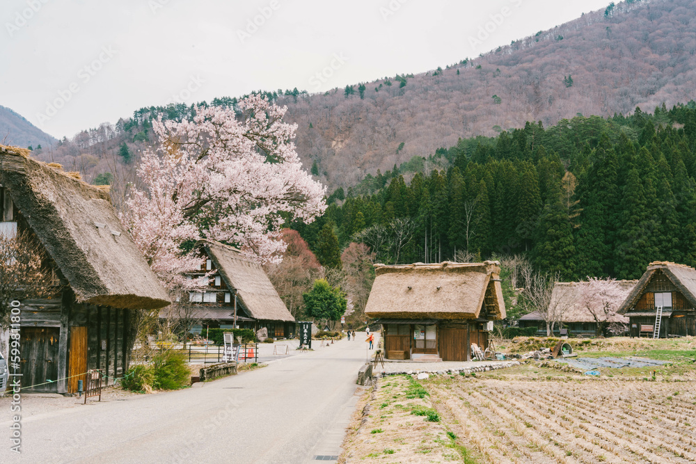 Sakura Cherry blossom branch with Shirakawago village background in spring season Sakura Cherry blossom branch with Shirakawago village background in spring season