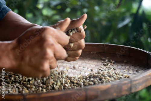 Green raw coffee beans being sorted out by local coffee man. Arabica coffee in northern Thailand.