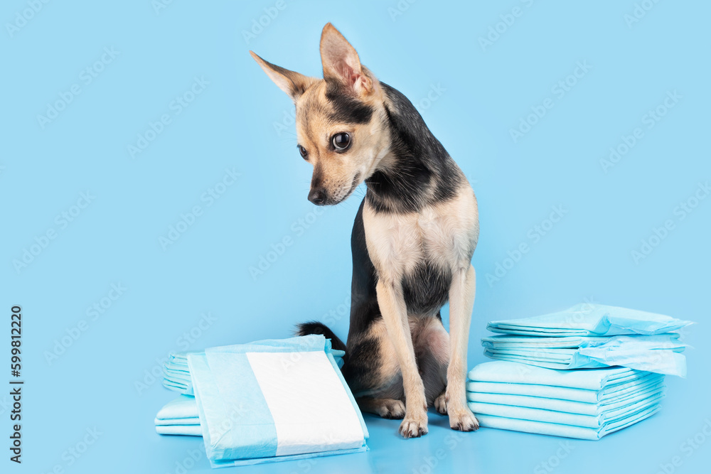 How to toilet train a dog, pet on an absorbent diaper pad on blue background - obrazy, fototapety, plakaty 