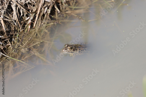 泥水から顔を出すカエル