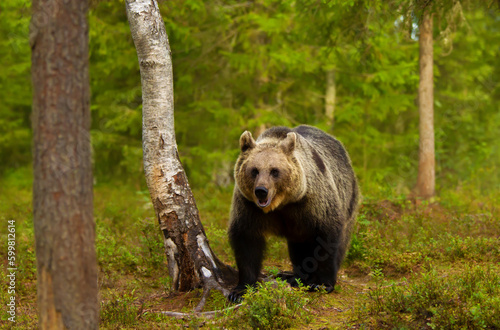 Eurasian Brown bear standing by the tree in a forest © giedriius
