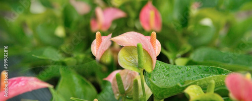 blooming pink anthurium