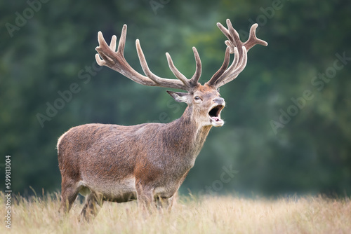 Red deer stag with velvet antlers in summer