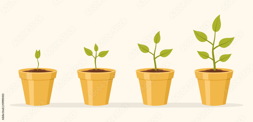 Fototapeta premium Plants in yellow ceramic pots. Infographics of plant growth phases. Flat vector illustration