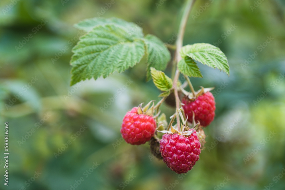 Small branch with raspberries close-up. Selective focus
Small branch with raspberries close-up. Selective focus