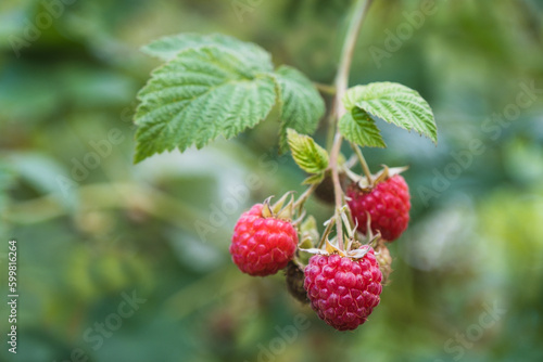Small branch with raspberries close-up. Selective focus 