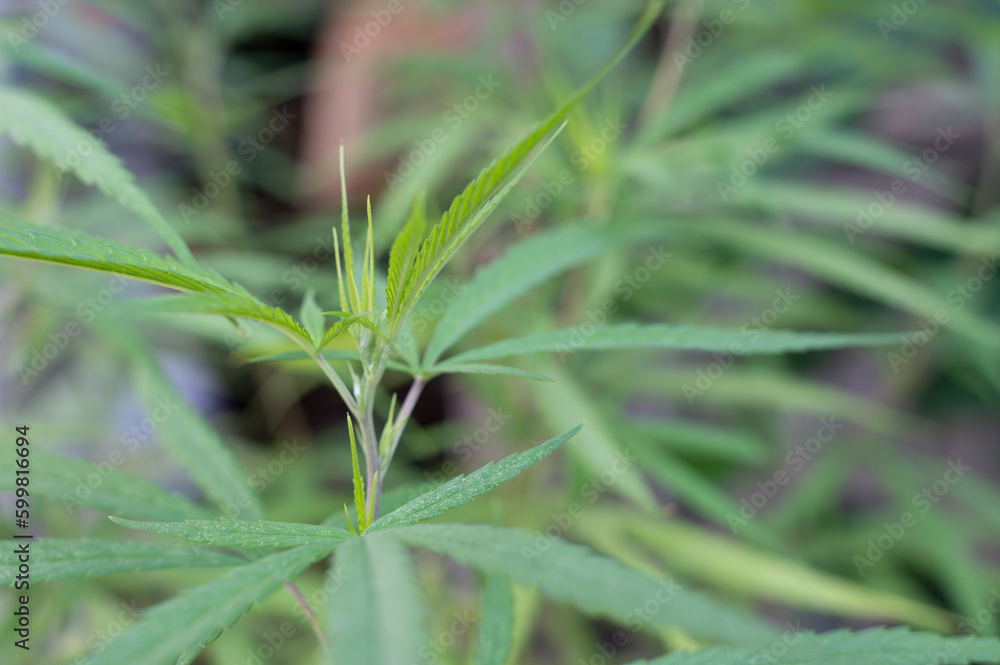 Green marijuana plant abstract pattern on medical, biology Green marijuana plant abstract pattern on medical, biology