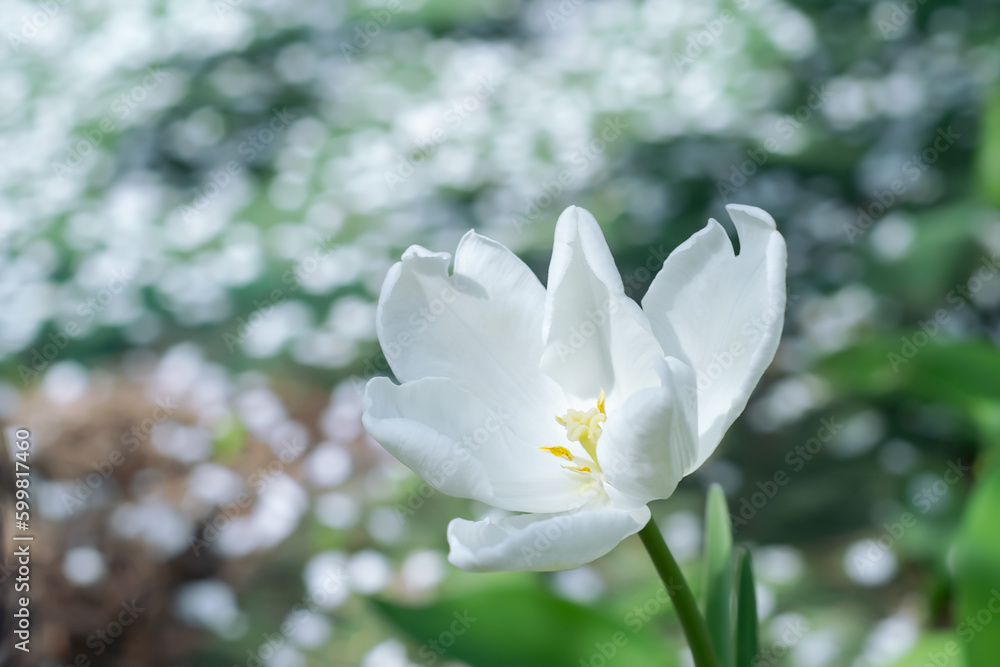 Fototapeta premium White tulip blooms in spring in the garden