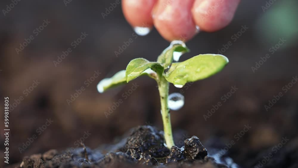 Vidéo Stock Caring hand pouring water on tiny sprout in garden. Leaves