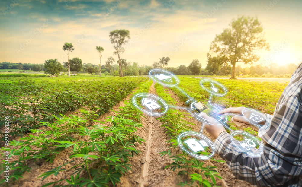Asian male farmer working in cassava tree farm To collect data to study ...