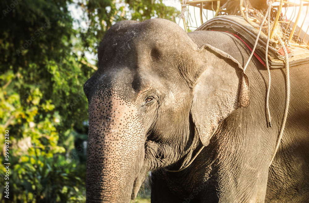 Fototapeta premium Asian Elephant in Thailand, Asian Elephants in Chiang Mai. Elephant Nature Park, Thailand. Female elephant standing on nature background. Close up of an elephant head.
