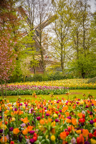 View of colorful tulips in full bloom in the Kaukenhof flower park, with a typical Dutch windmill in the background