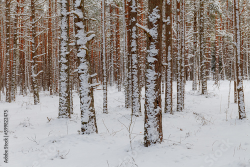 Trunks of pine trees covered with snow. Beautiful winter forest. Winter landscape. White snows covers ground and trees. Majestic atmosphere. Snow nature. Outdoor shot
