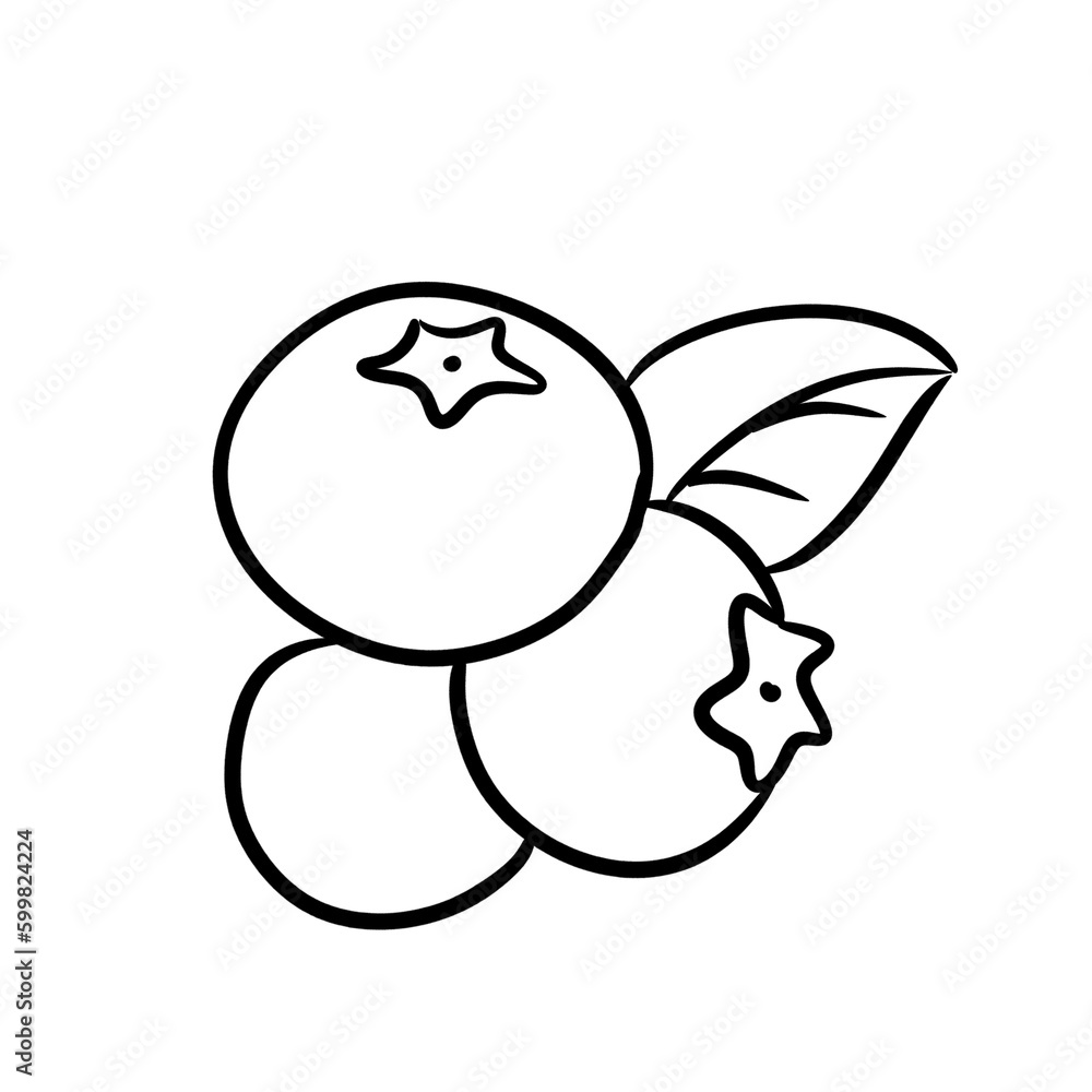 Blueberry Branch Hand Drawn Sketch Blueberry Branch Hand Drawn Sketch