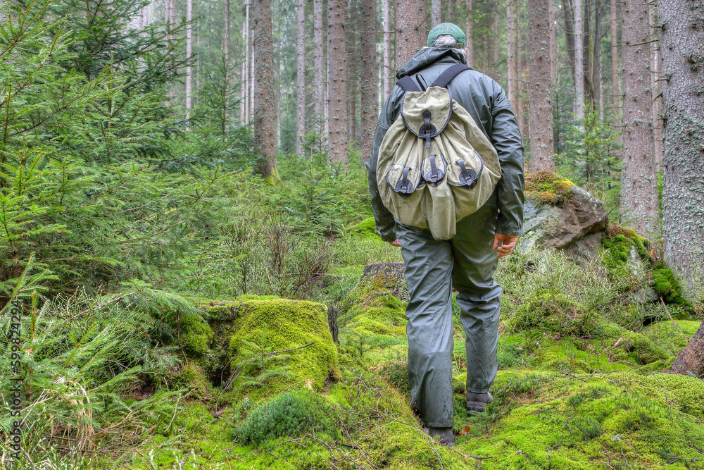 A hiker in his rain gear, protecting him from the wet, walks through the forest. He hear the soothing patter of rain and feel the soft, moss-covered ground beneath his rubber boots.