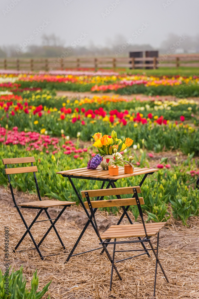 A table and two chairs standing in the middle of a tulip field. There are decorative flowers on the table.