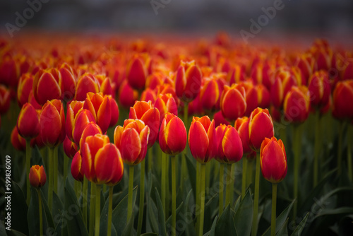 Close-up view of a red-orange tulip field