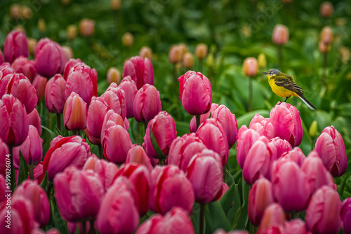 Close-up view of colorful pink and red tulips in full bloom.