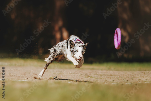 Cheerful border collie dog quickly runs after a toy. Beautiful spring background and warm atmosphere © Lait_ph
