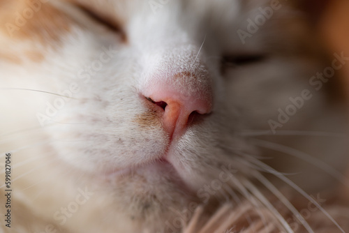 眠る猫 茶トラ白