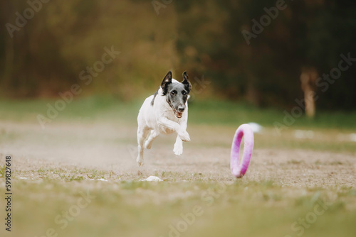 Cheerful foxterrier dog runs after a toy