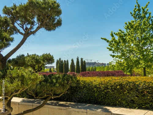 young spring foliage of different colors on plants in a regular park on a sunny day